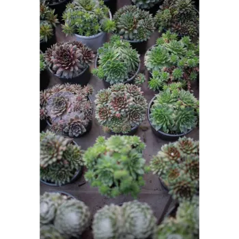 Succulent Plant